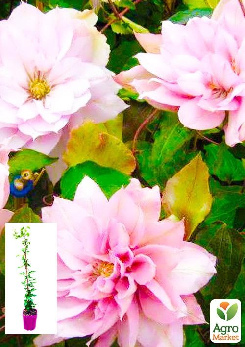 Клематис 3-х летний "Violet Elizabeth" С2
