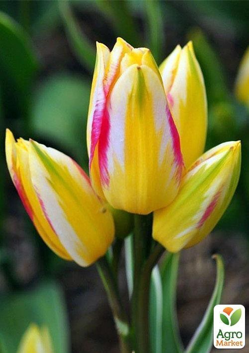 Тюльпан "Antoinette" (розмір 11/12, великий) 3шт в упаковці