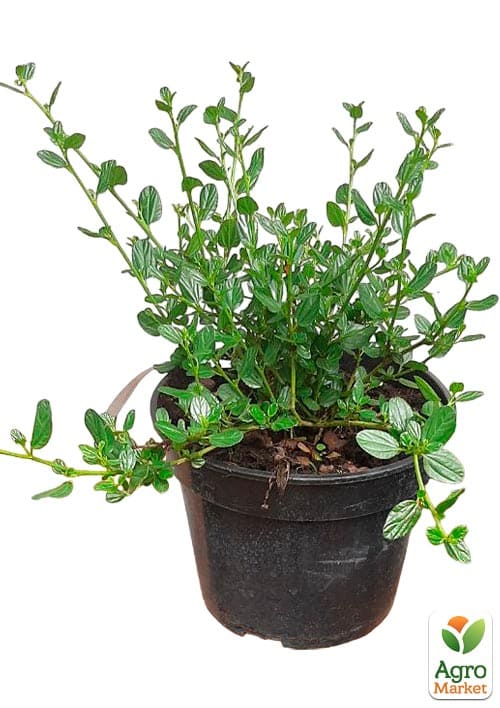 Цеанотус "Виктория" (Ceanothus impressus Victoria) вазон С3 - фото 2