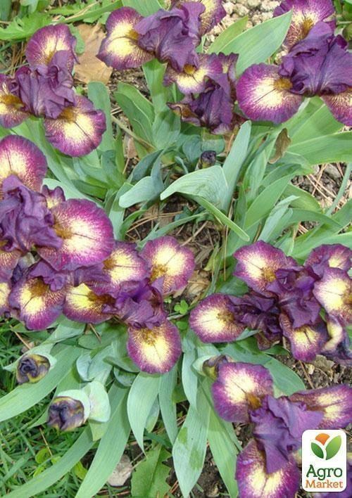 Ірис карликовий "Ballistic" 1шт в упаковці - фото 3