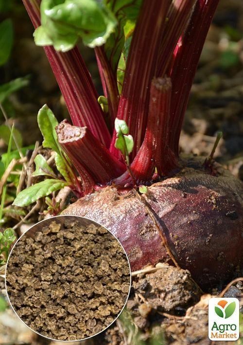 На развес Свекла "Египетская плоская" ТМ "Весна" цена за 10г