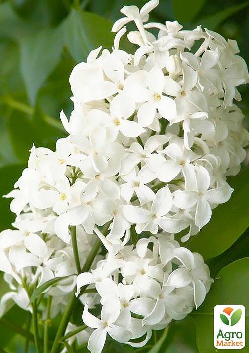 Бузок "Аліса Хардінг" (Alice Harding) - фото 6