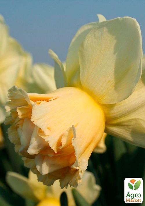 Нарцисс "Art Design" 3шт в упаковке