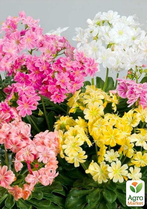 Левизия "Elise Mix"  - фото 3