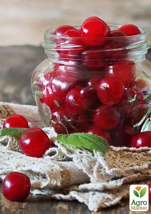 Вишня "Нефріс"