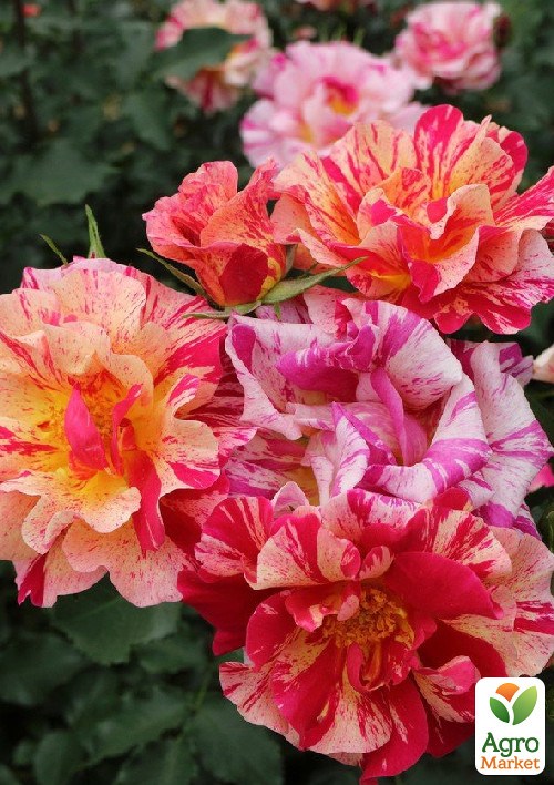 Роза в контейнере флорибунда "Карнавал" (саженец класса АА+) - фото 2