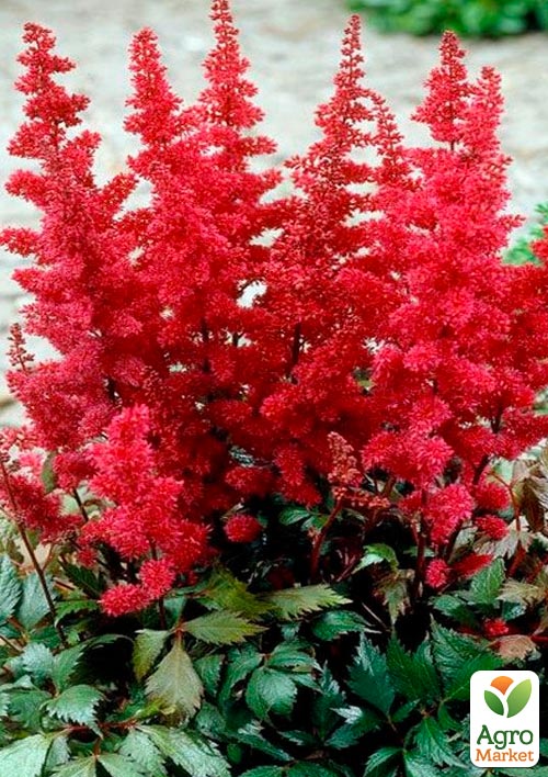 Астильба "Fanal" 