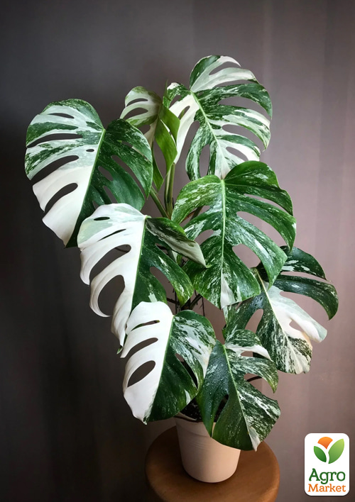 Монстера "Deliciosa variegatum Alba" 30-40см - фото 5