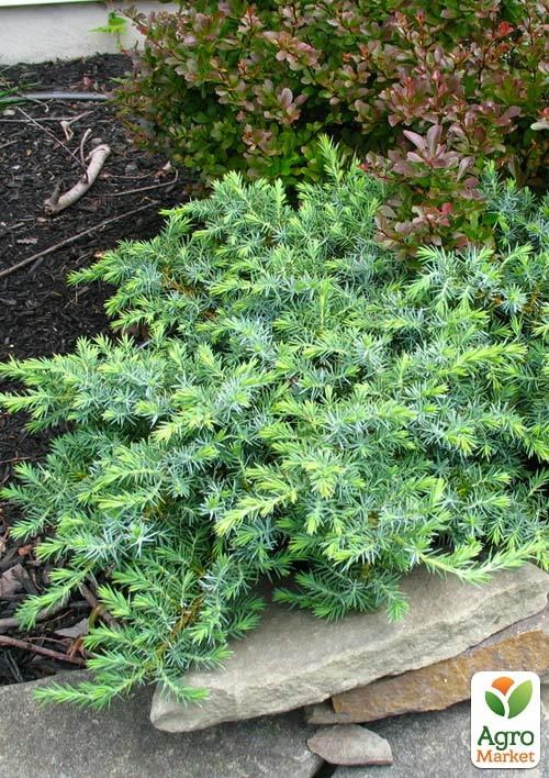 Ялівець прибережний "Schlager" (Шлягер) контейнер Р9 1 саджанець в упаковці