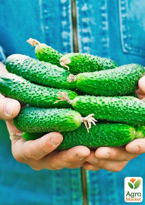 Огірок "Лелека" ТМ "Весна" 0,5г - фото 2