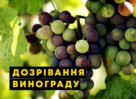Як прискорити дозрівання винограду