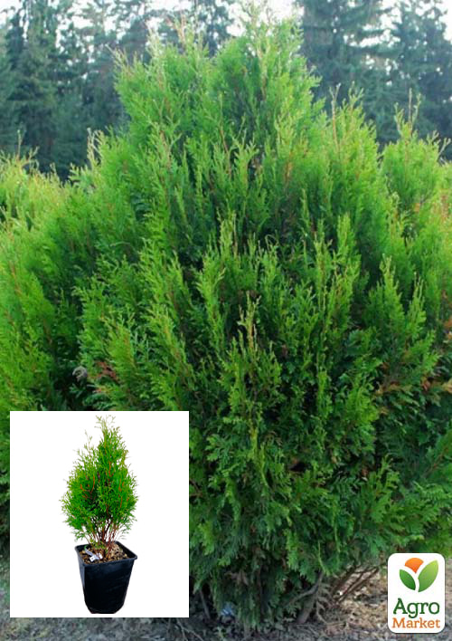 Туя складчатая "Kornik" С3, высота 50-60 см - фото 4