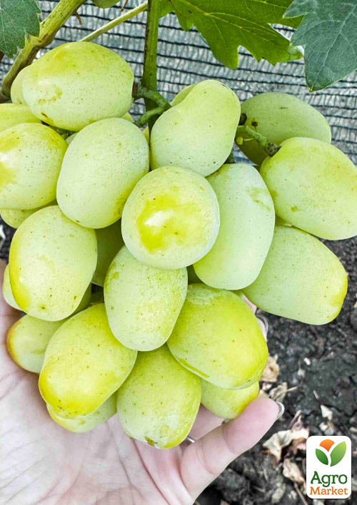 Виноград "Карина" (дуже великий солодкий мускат селекції Калугіна ВМ)