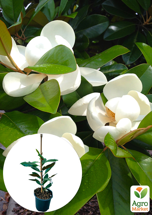 LMTD Магнолія Королівська "Grandiflora" 3-річна (висота 40-50см)