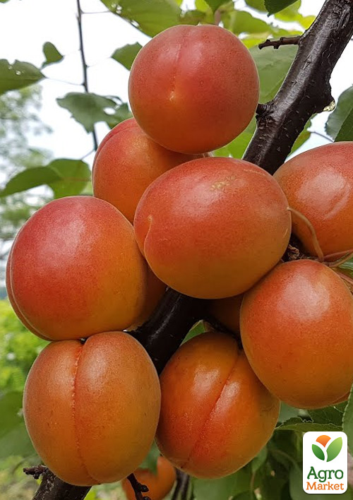 Абрикос "Прімаріс" (великоплідний, ранній термін дозрівання)