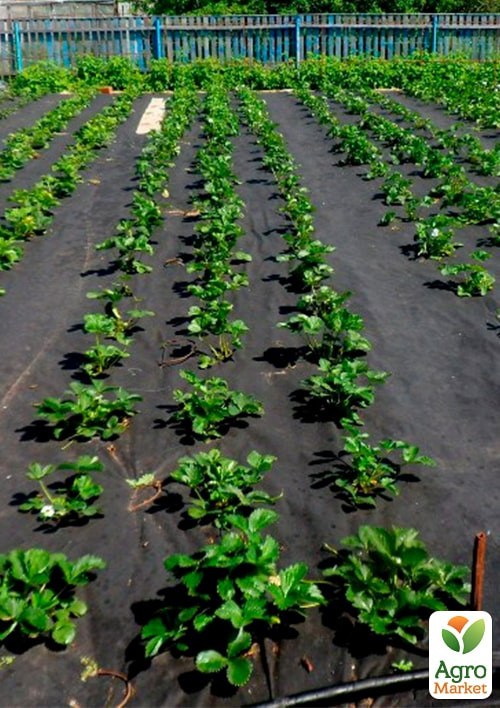 АГРОволокно мульчирующее (черное) Плотность 50, Ширина 1.6м, Длина 10м. - фото 2