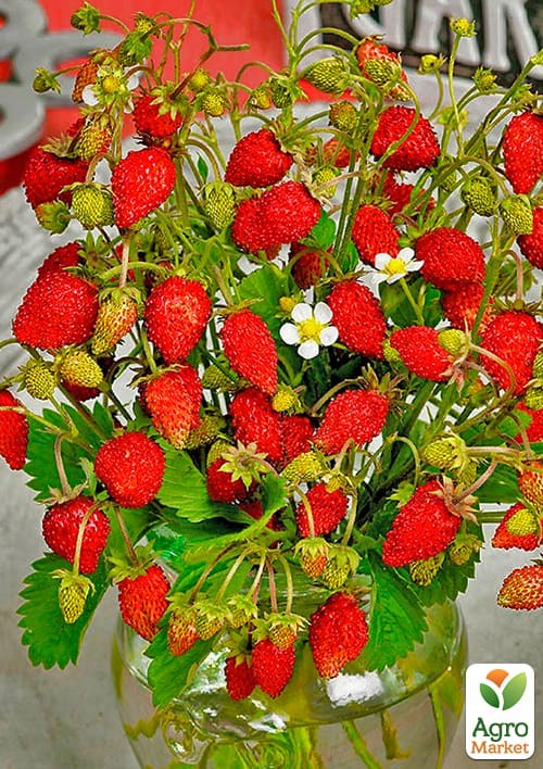 Земляника ремонтантная крупноплодная "Времена года" горшок P9
