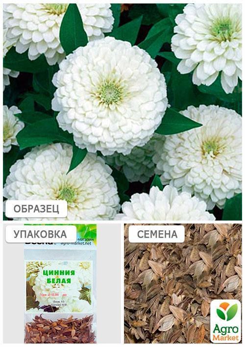 Цинія біла (Зипер) ТМ "Весна" 2г - фото 4