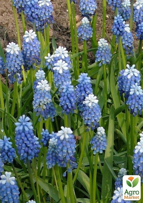 Мускарі "Mount Hood" (розмір 6/+, великий) 5шт в упаковці