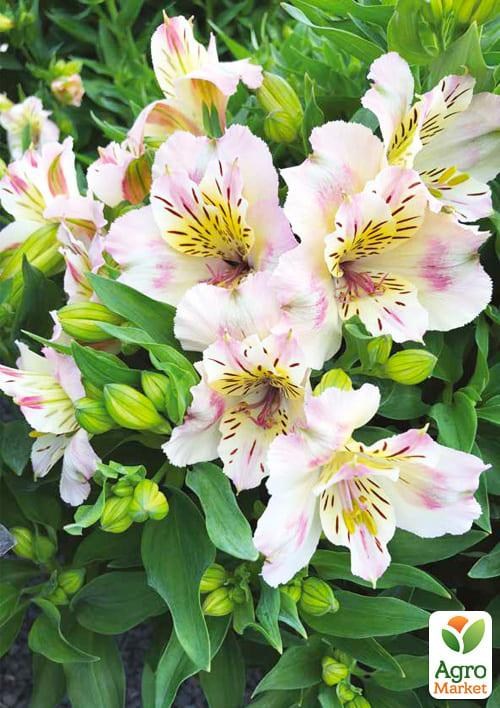 Альстромерия (перуанская лилия) "Times Valley" С2 высота 30-60см - фото 2