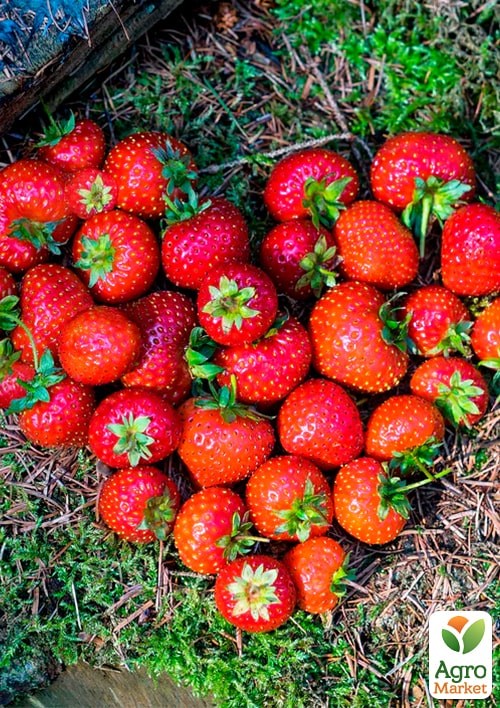 LMTD Клубника ремонтантная 2-х летняя "Lucky Berry" (высота 20-30см, горшок С5)