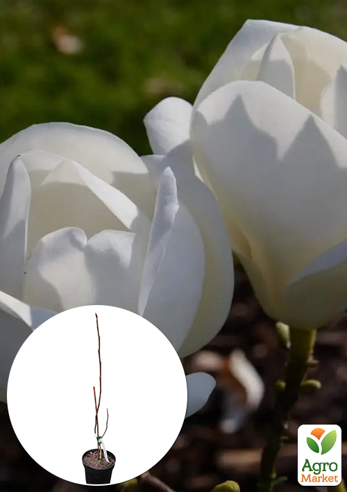 Магнолия 2-х летняя гибридная "Lennei Alba" (высота 30-40см)