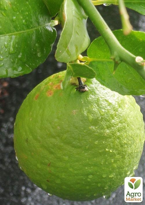 Лайм "Таїті" варієгатний вік 1 рік