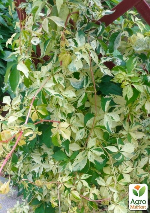 Виноград дівочий Варієгата "Star Showers" (висота 10-20см) - фото 2