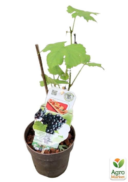 LMTD Виноград "Schuyler" (сортовий, укорінений) - фото 5