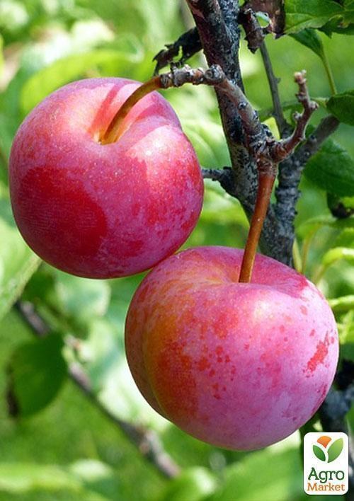 Слива "Юбилеум" (летний сорт, средний срок созревания) - фото 2