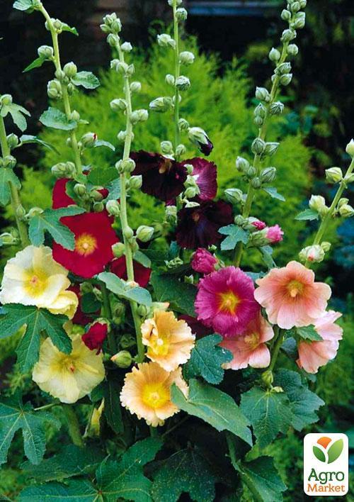 Мальва багаторічна суміш (Зипер) ТМ "Весна" 0,5г - фото 4