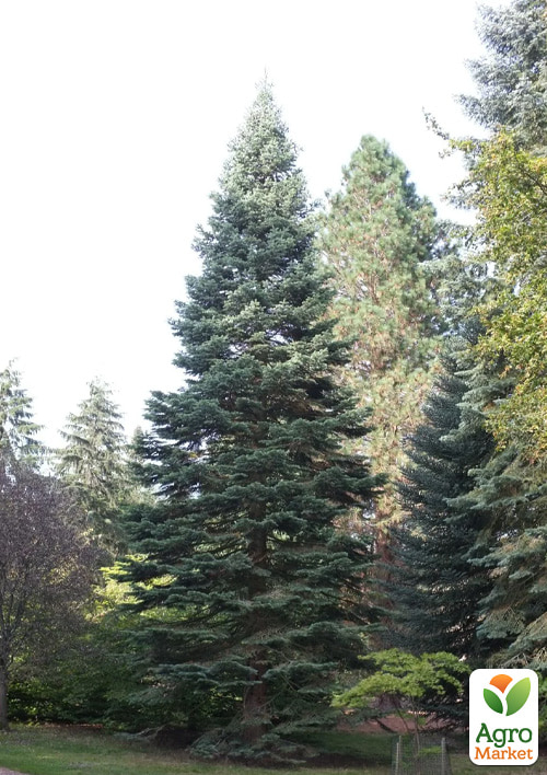 Ялиця Чудова (Abies magnifica var. Shastensis) горщик P9