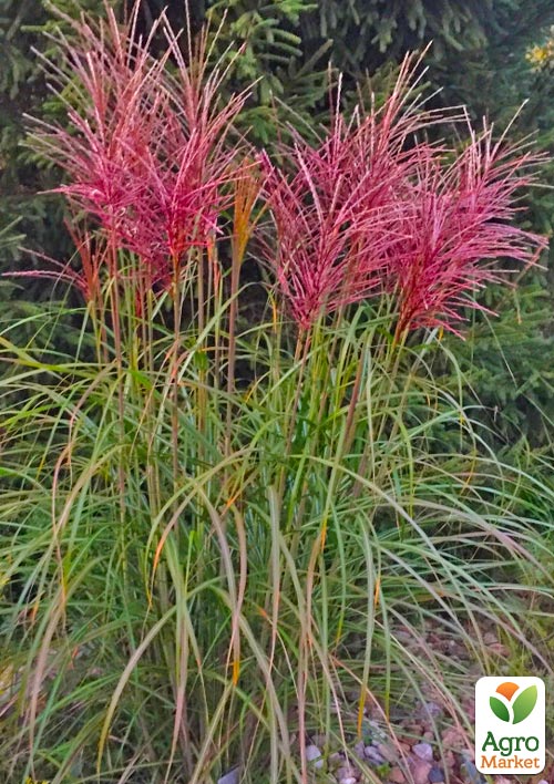 Мискантус китайский "Rotfeder" С1.5