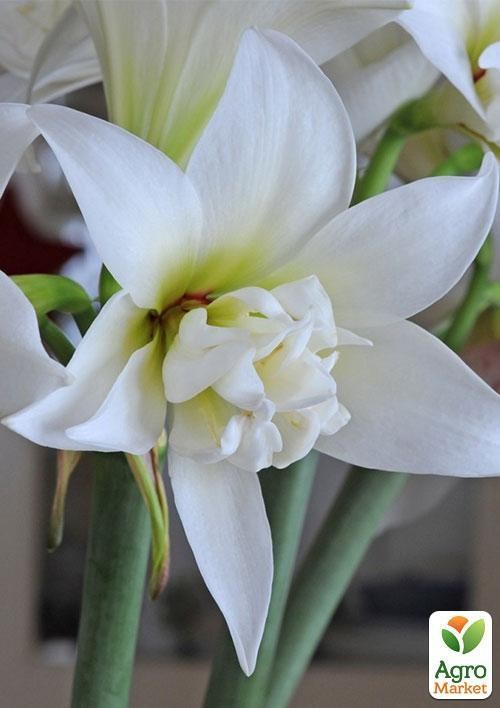 Амариллис "Jewel" (размер 26/28 , очень крупный) 1шт в упаковке