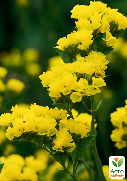 Статица "Hipster Yellow" (кермек, лимониум, сухоцвет)