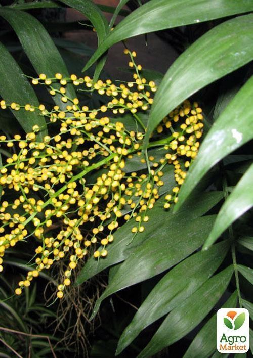 Хамедорея витончена "Зелений палац" (Chamaedorea elegans) дм 9 см вис. 40 см