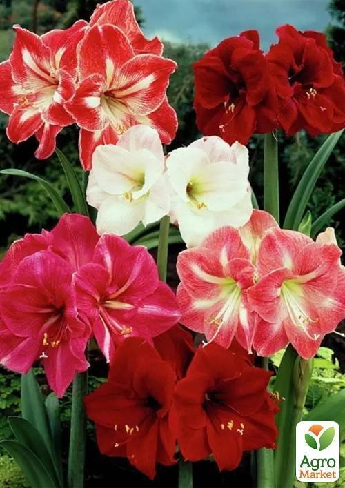 Гіппеаструм мікс "Hippeastrum mixed 3 srt." дм 14 см вис. 20 см