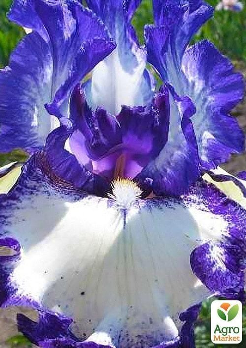 Ирис бородатый крупноцветковый "Charlston" 1шт  в упаковке