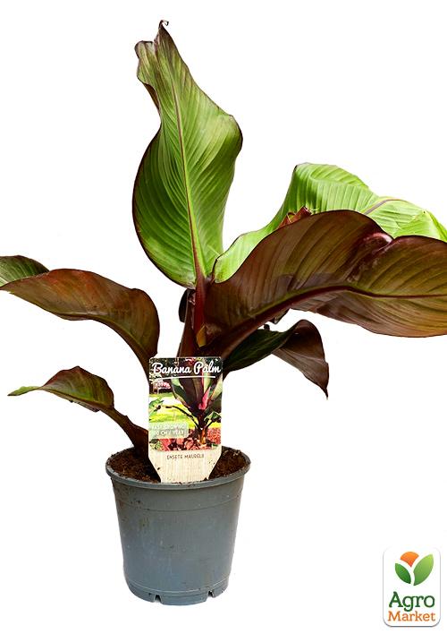 Банан Червоний (Ensete Maurelli) "Red Banana" - фото 7