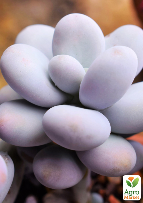 Суккулент Пахифитум "Pachyphytum Oviferum"