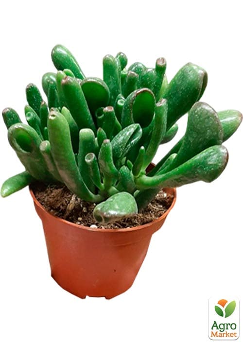 LMTD Крассула "Gollum" высота растения 10-15см - фото 5