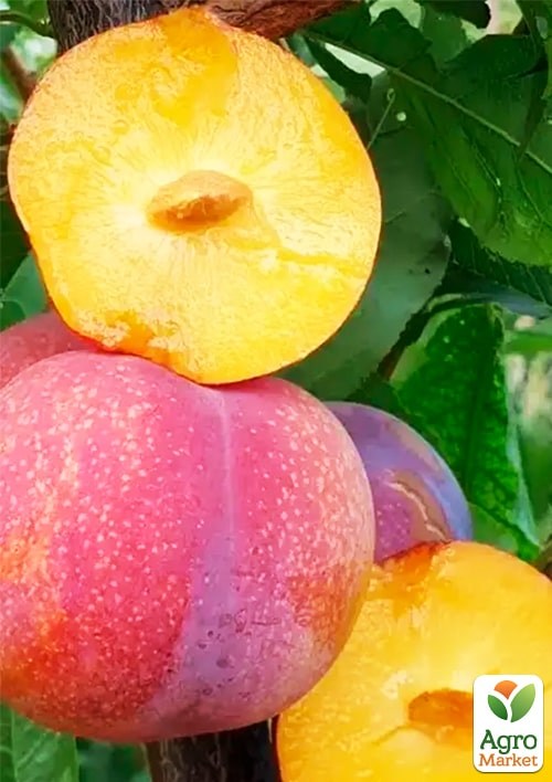 Слива "Пинк Сатурн" укорененная в контейнере (саженец 2 года) - фото 2