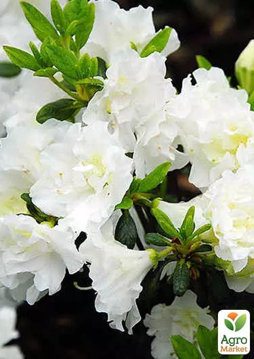 Азалия Японская "Мери Хелен"(Azalea japonica Mery Helen)