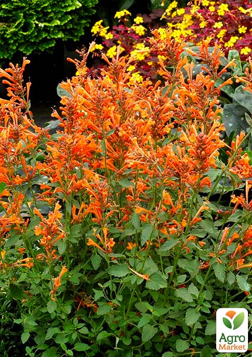 Агастахис "Mango Tango" (лофант многолетний, цветет до заморозков)