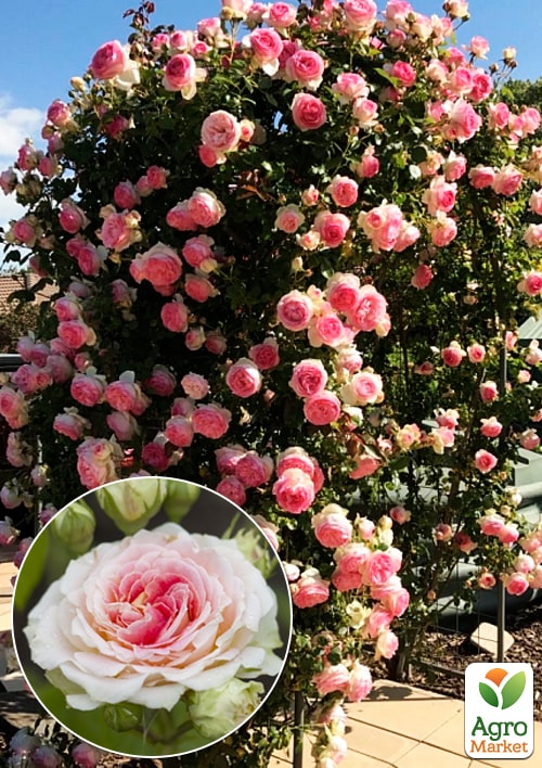 Роза плетистая "Цезарь" в контейнере, высший сорт