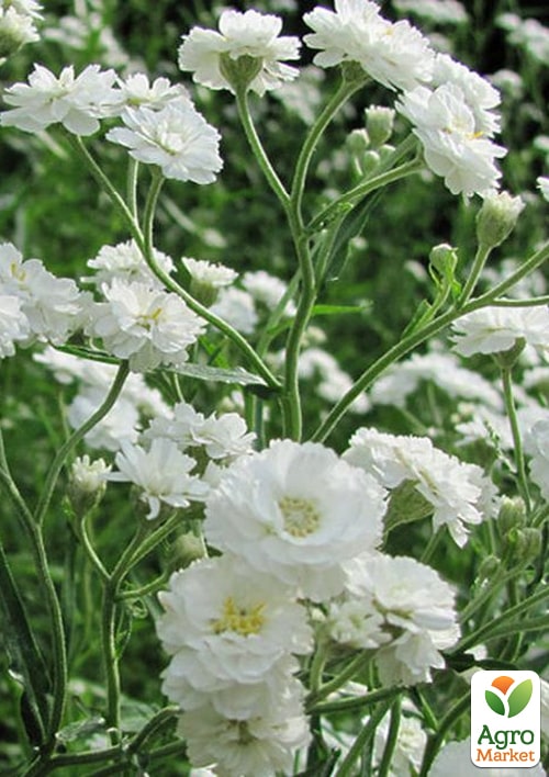 LMTD Гипсофила белая "Snow Flakes" высота 20-30см - фото 7