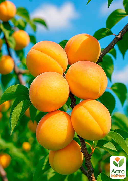 Абрикос "Баршерон" (крупноплодный, позднего срока созревания)