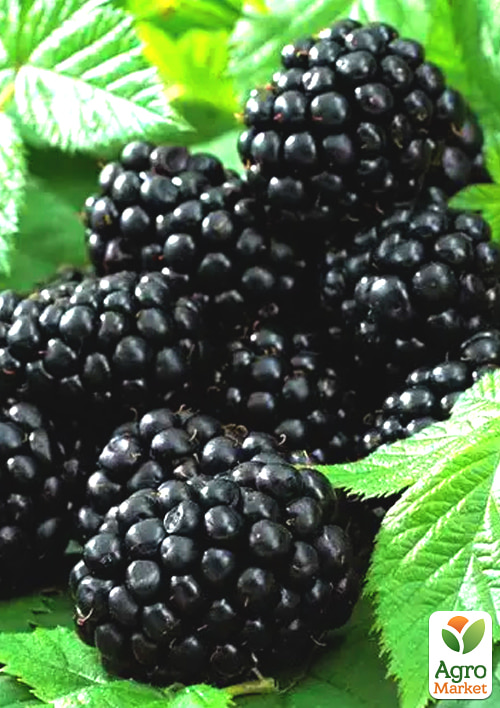 Ожина "Тризуб" 2-річна укорінена в контейнері - фото 6