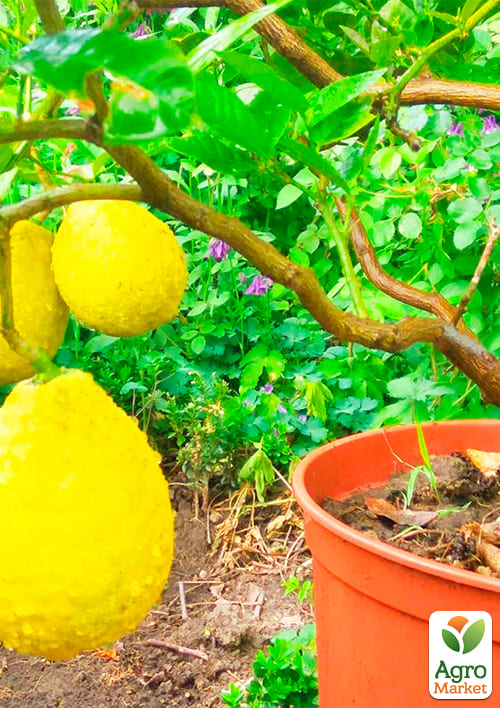 Лимон "Павловский" - фото 5