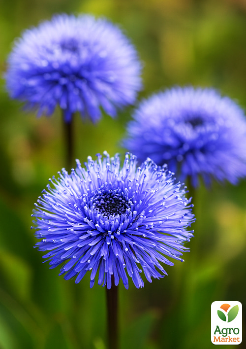 Глобулярия (шаровница) "Blue Lace" - фото 2